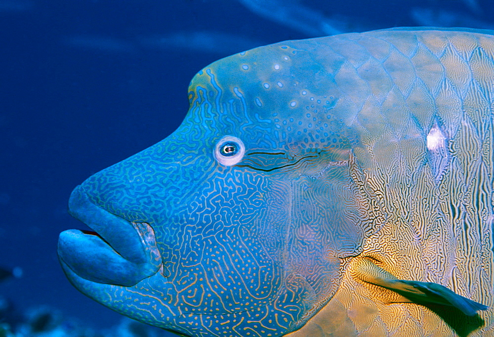 Micronesia, Napoleon wrasse (Cheilinus undulatus) head close-up