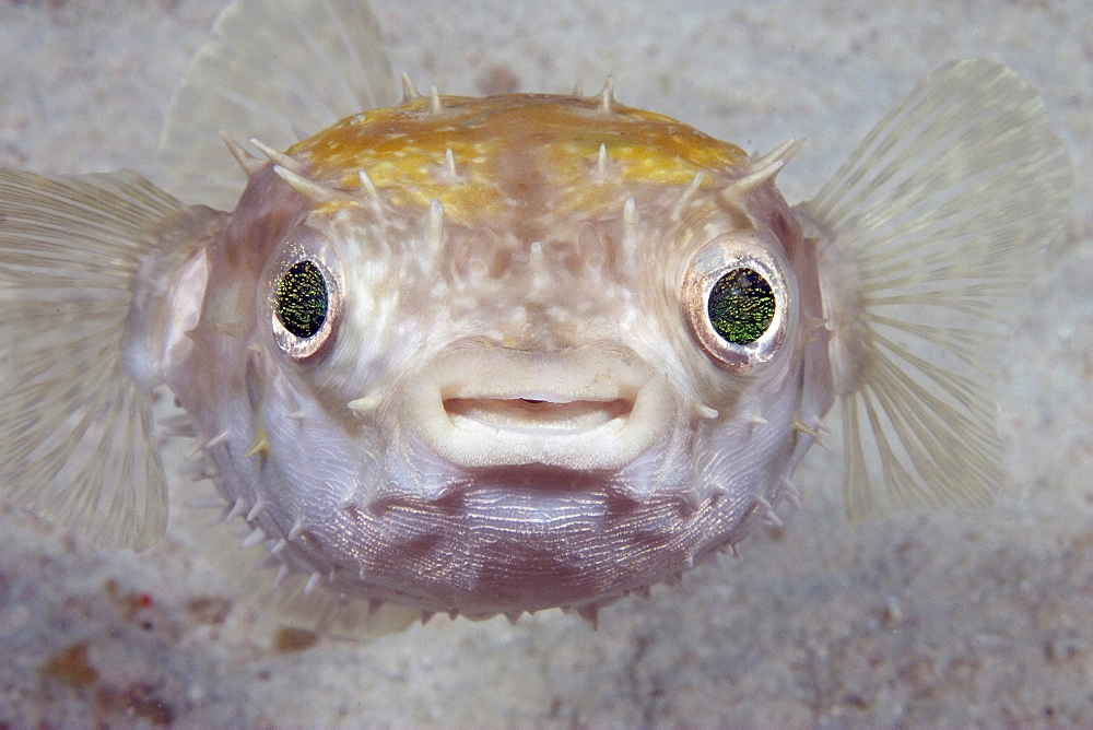 Malaysia, juvenile Spotted porcupine fish (Diodon hystrix)