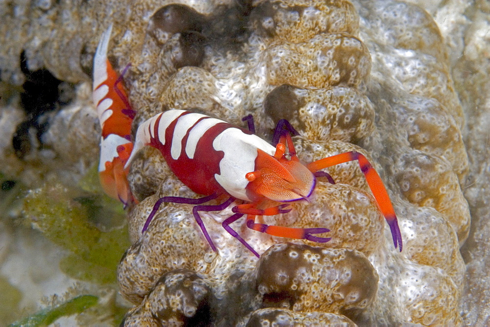 The imperial shrimp, Periclemenes imperator on a 6' long sea cucumber