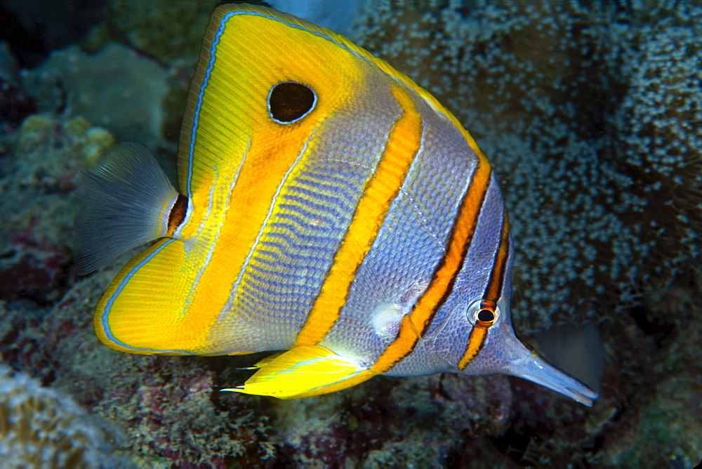 The beaked Butterflyfish, Chelmon rostratus, also known as copper-banded Butterflyfish,