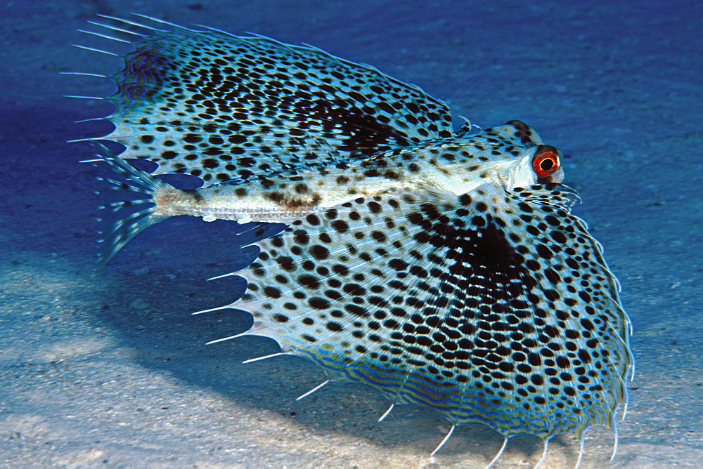 Hawaii, Flying gurnards, also known as helmet gurnards