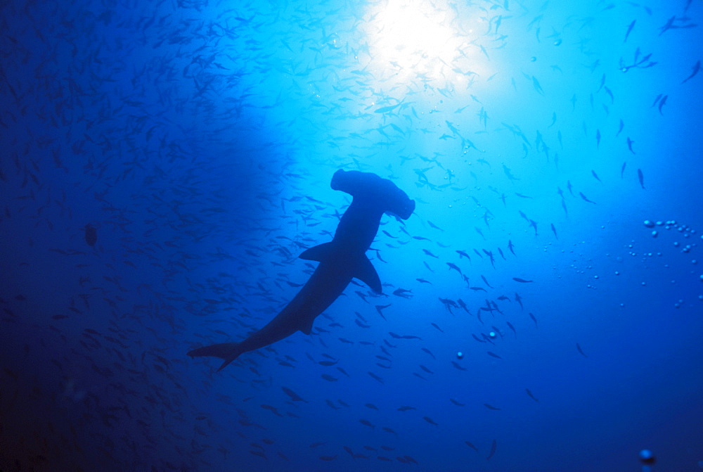 Galapagos Islands, Darwin Islands, Silhouette of Scalloped Hammerhead with school of fish