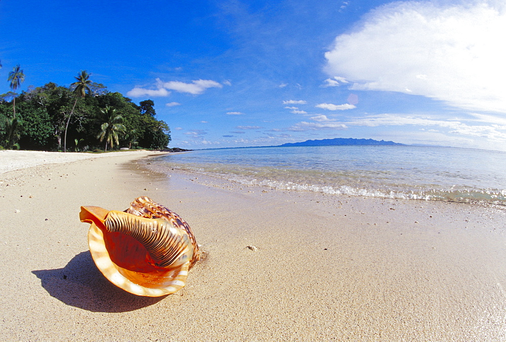 Fiji, Charonia tritonis, A Triton's trumpet shell on sandy beach beside ocean