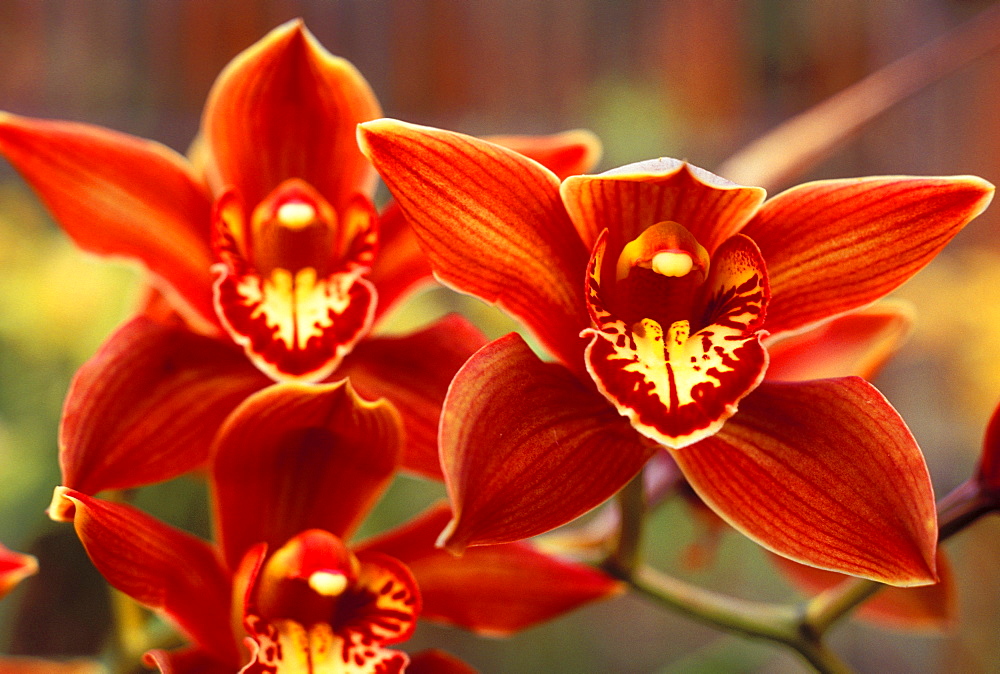 Close-up of three brown Cimbidium orchids on plant