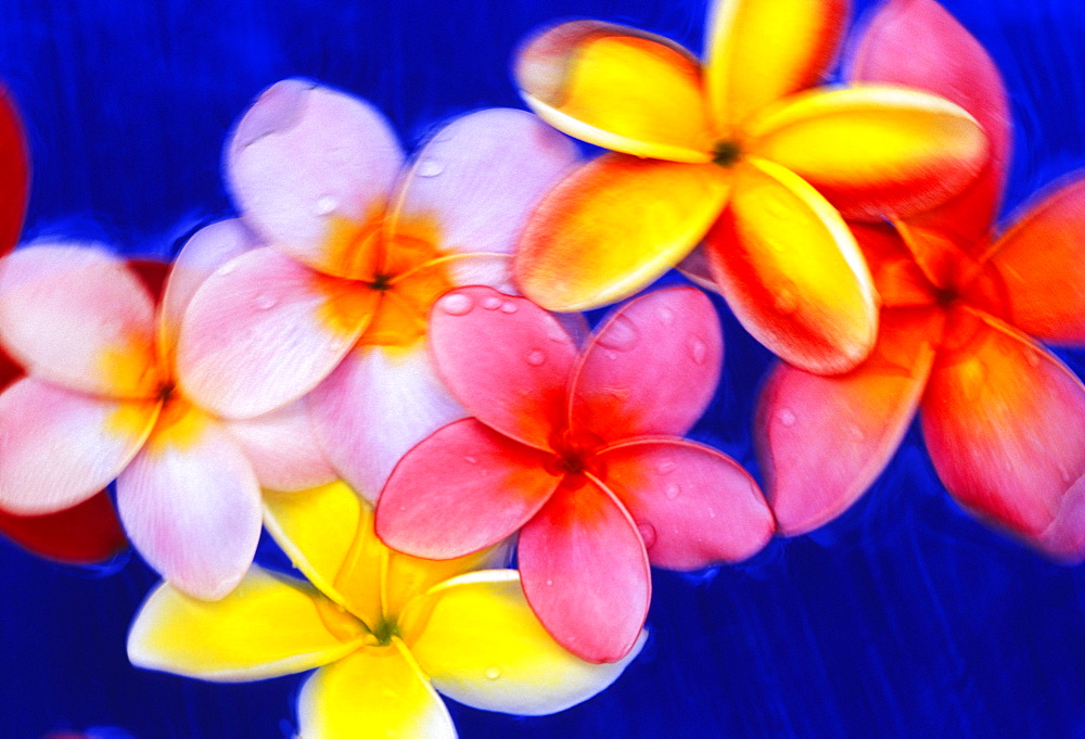 Studio shot of mixed color plumeria flowers, soft focus, dark blue background