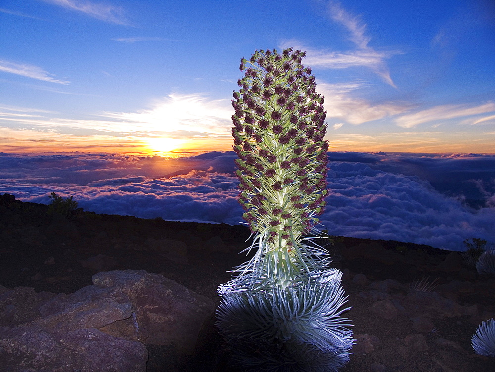 Hawaii, Maui, Haleakala, Silversword (Argyroxiphium sandwicense) Sunset and clouds in background