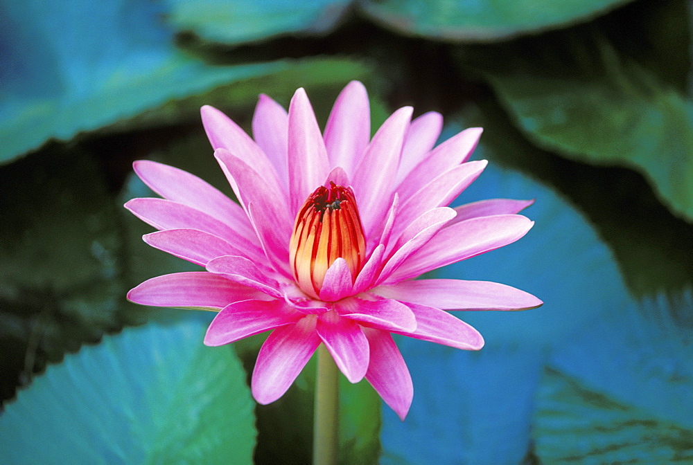 Hawaii, Maui, Close-up of pink/purple water lily blossom with closed center green lily pads, pond