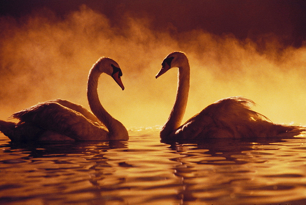 Pair of African swans swimming toward each other, misty romantic