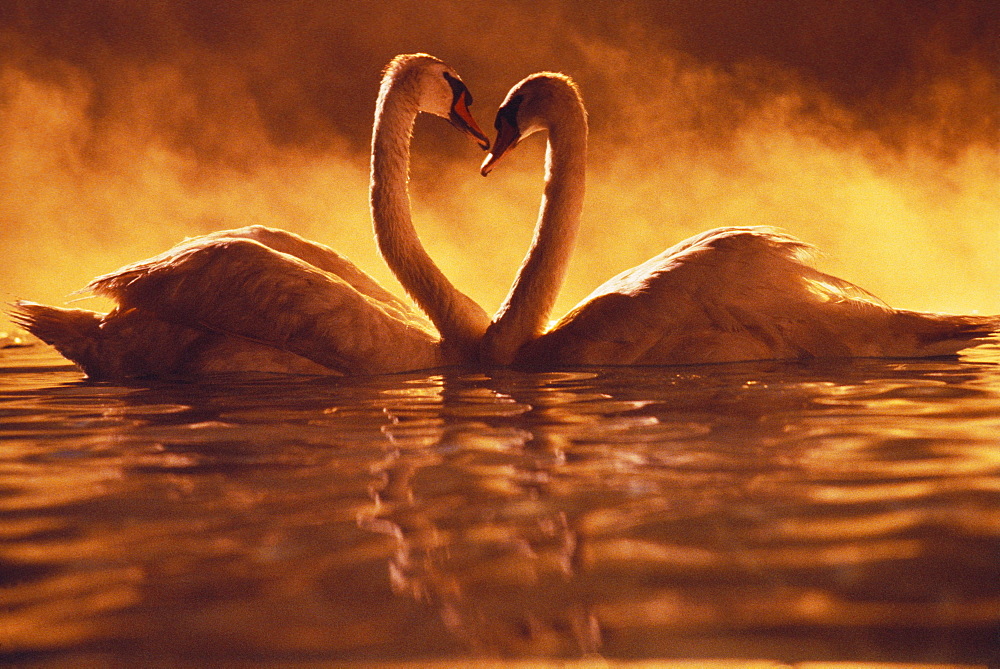 Pair of African swans swimming toward each other, misty romantic