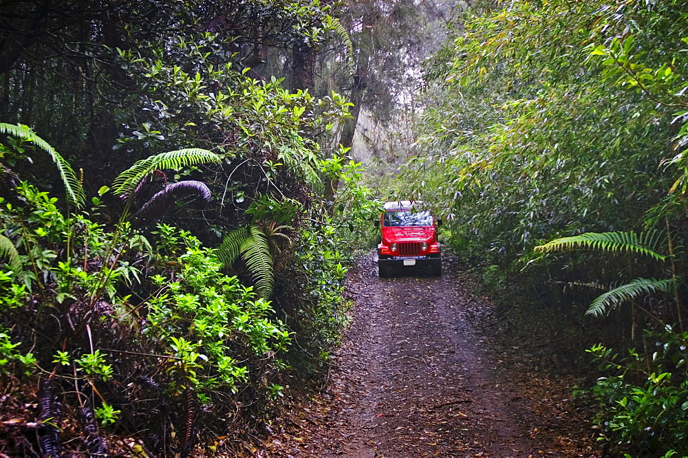 Hawaii, Lanai, Munro Trail on Mt. Lanaihale, with Jeep coming down road through forest,