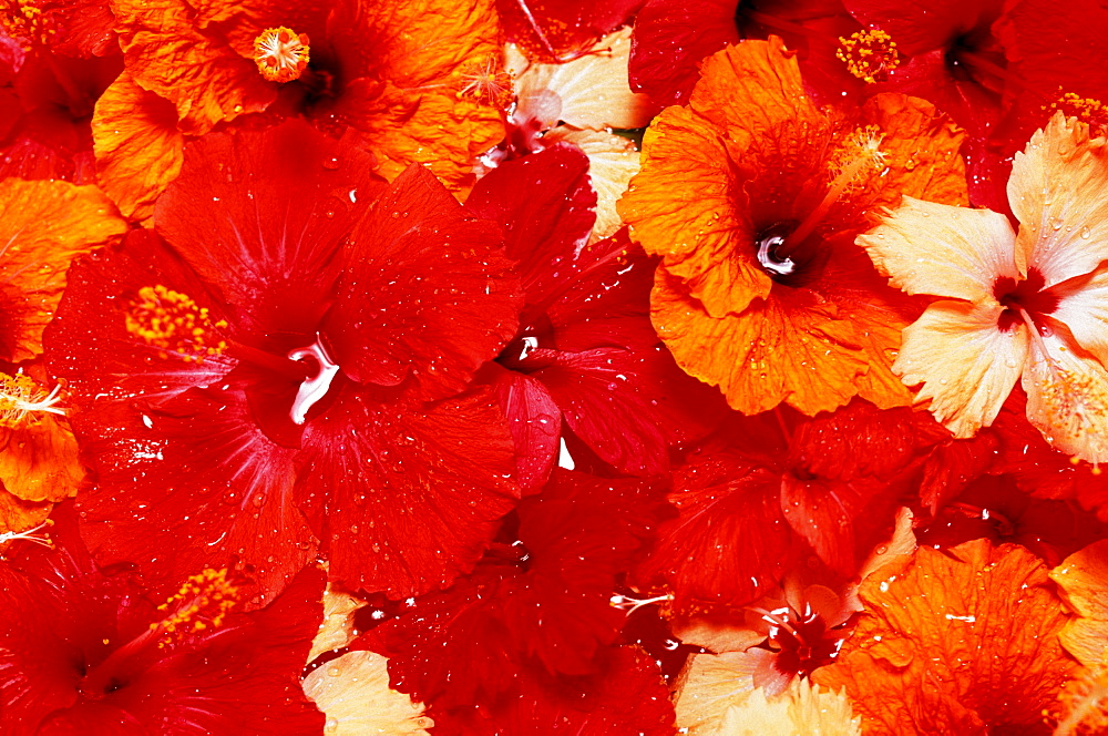 Close-up of red, yellow, orange tropical hibiscus flowers in water