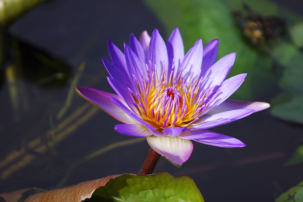 Close-up of purple lily