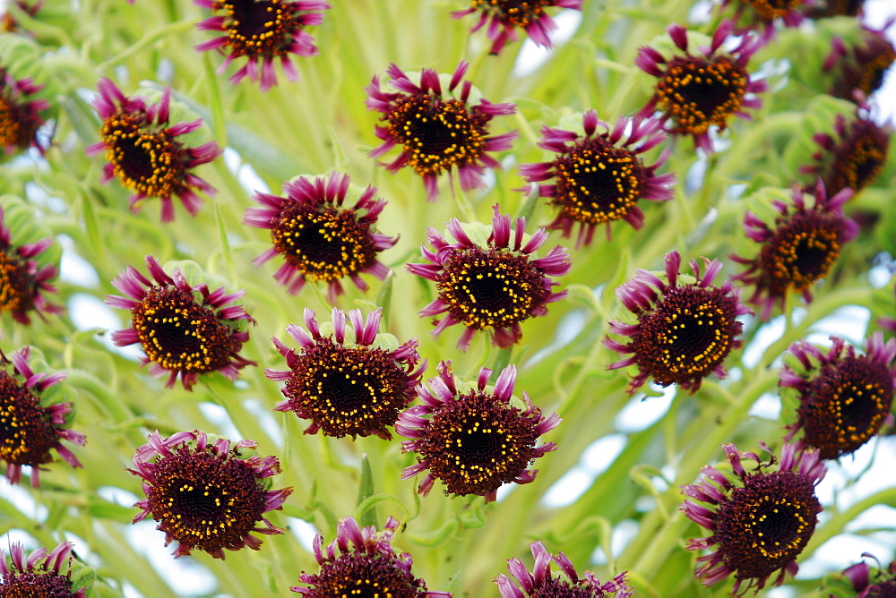 Hawaii, Maui, Haleakala National Park, Close-up of Silversword.