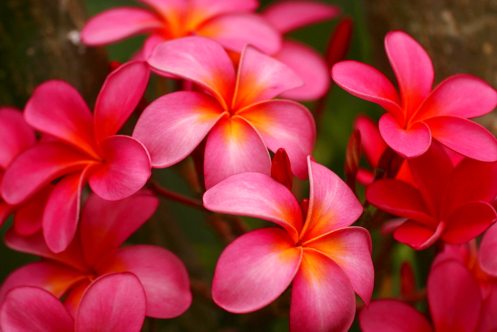 Hawaii, Maui, Pink plumerias.