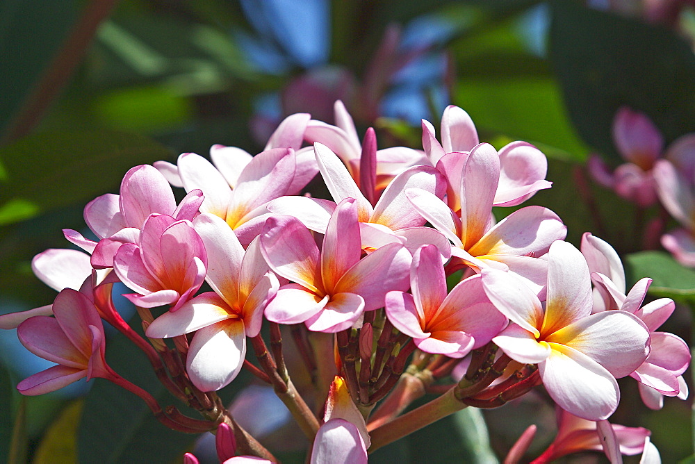 Hawaii, Maui, Pink plumerias.