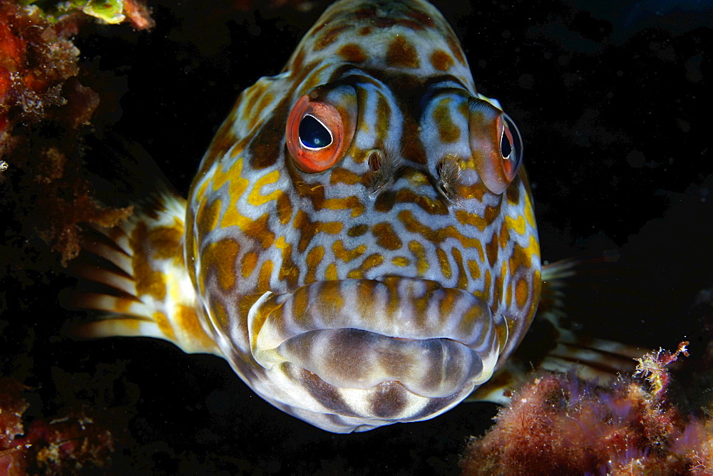 Northwest Hawaiian Islands, Kure atoll, Stocky Hawkfish (Cirrhitus pinnulatus) in coral, po'o-pa'a . [For use up to 13x20 only]