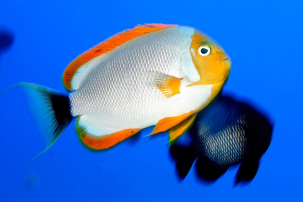 Northwest Hawaiian Islands, Pearl and Hermes Reef, Masked Angelfish, Male, Genicanthus Personatus [For use up to 13x20 only]