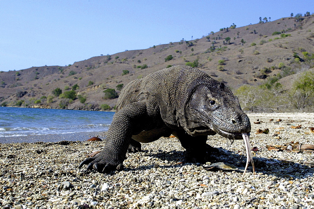 Indonesia, Komodo Dragon National Park, Komodo Dragon [For use up to 13x20 only]