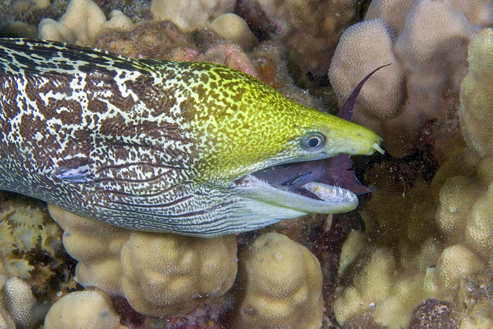 Hawaii, Undulated Moral Eel (Gymnothorax undulatus) feeding on a surgeonfish at night.