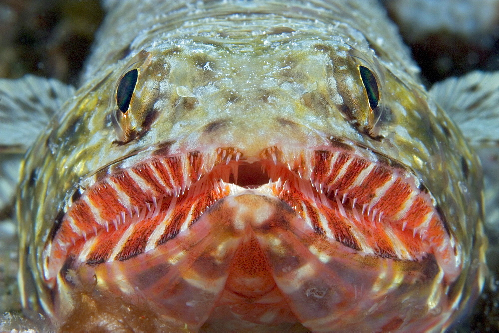 Hawaii, Close-up of an Orangemouth lizardfish (Saurida flamma)