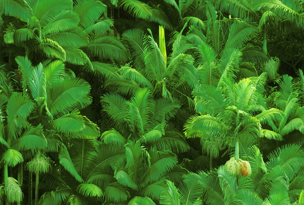 Hawaii, Big Island, Hamakua Coast, Tops of palm trees from above.