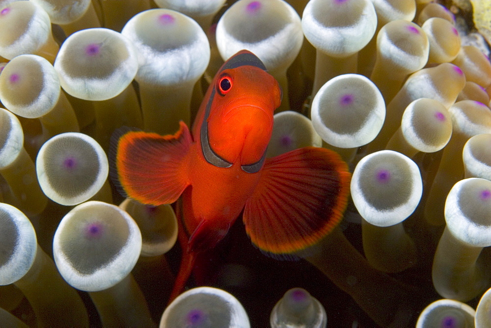 Indonesia, Male spine-cheek clownfish (Premnas biaculeatus) within sea anemone (Entacmaea quadricolor).