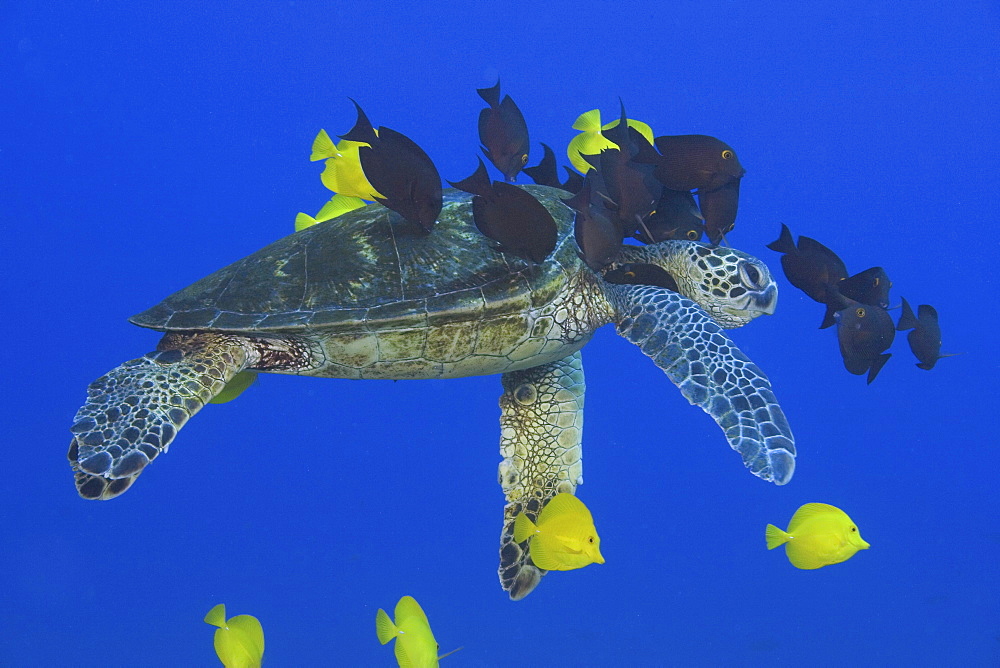 Hawaii, Green sea turtle (Chelonia mydas) being cleaned by surgeonfish.