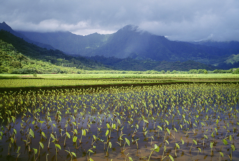 Hawaii, Kauai, Hanalei Valley, close-up wet taro farm