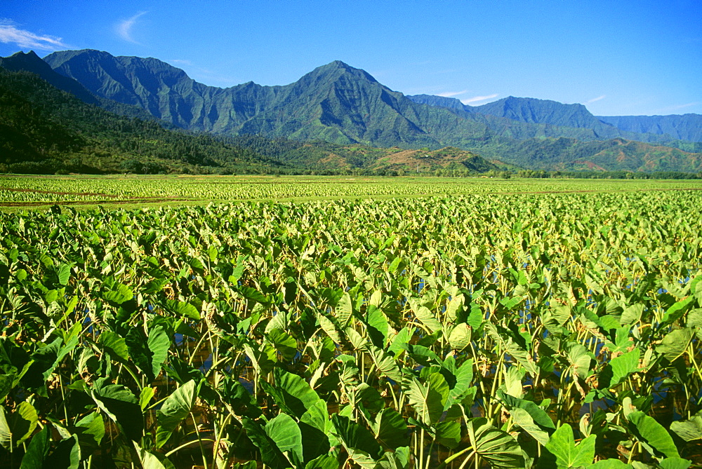 Hawaii, Kauai, Hanalei Valley, close-up wet taro farm