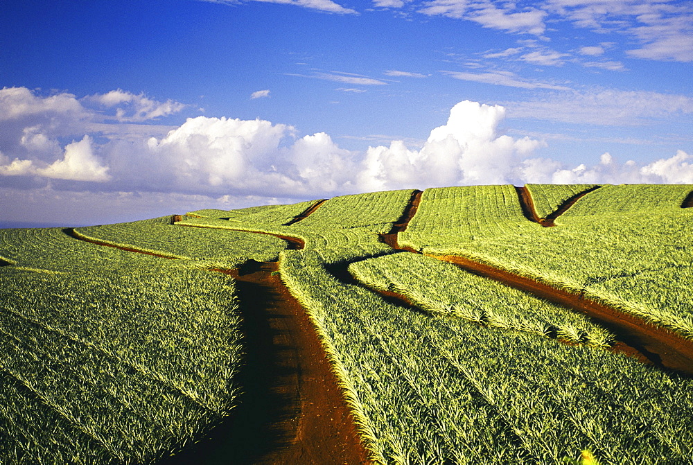 Hawaii, Maui, Pukalani, pineapple fields stretch out to the horizon