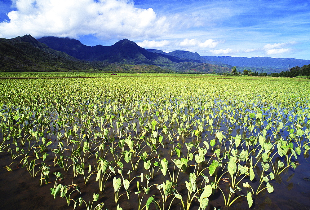 Hawaii, Kauai, Hanalei Valley, wet taro farm, scenic mountains and blue sky.