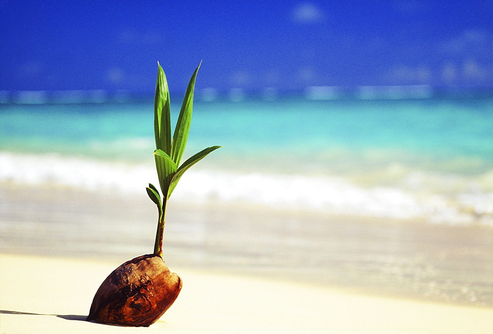 Closeup of coconut sprouting along shoreline, turquoise water in background.