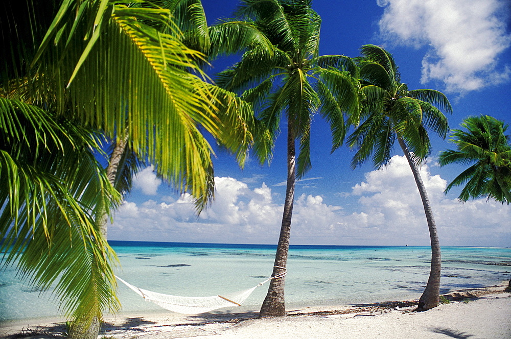 French Polynesia, Tuamotu Islands, Tikehau Atoll, Palm trees across beach