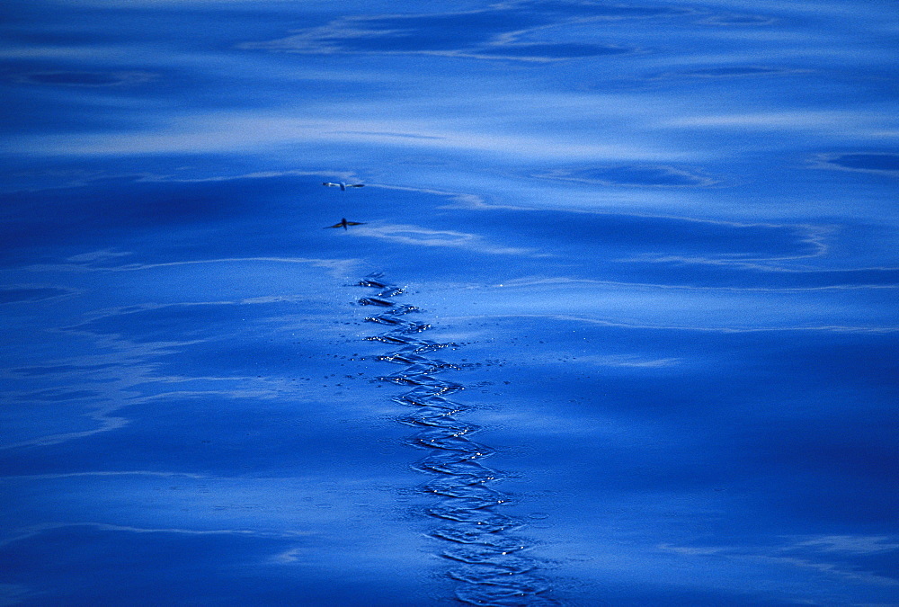 Thailand, Sutton's flying fish leaving a fin trail on a calm sea surface.