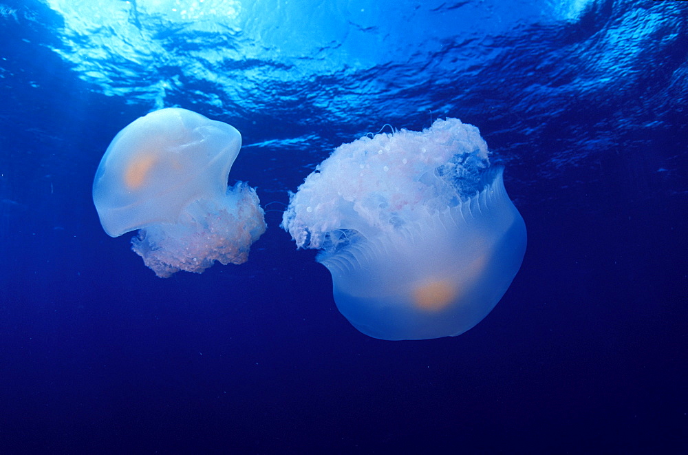 Marshall Islands, Kwajalein Atoll, Pair of jellyfish (Olindas sp?)