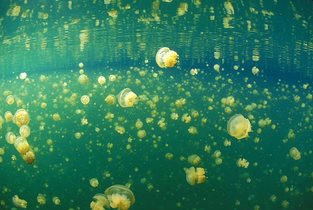 Palau, Non-stinging and Moon jellyfish of Palau's jellyfish lake.