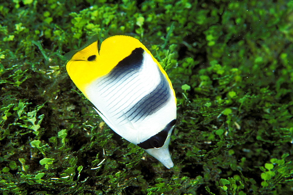 Guam, Pacific double-saddle butterfly fish (Chaetodon ulietensis) close-up