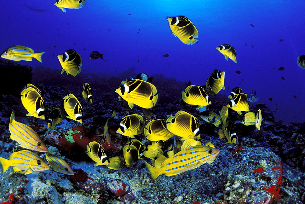 Hawaii, Maui, Molokini Crater, Reef scene with BlueStripe Snapper and Raccoon Butterflyfish.