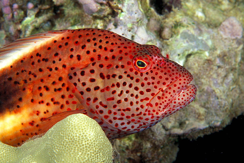 Australia, Blackside Hawkfish (Paracirrhites forsteri) close-up in coral 