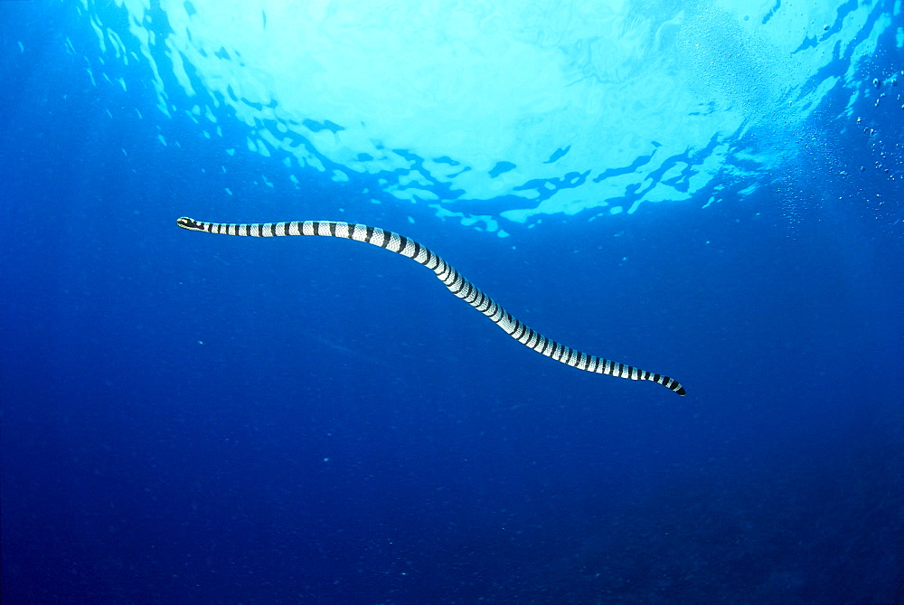 Indonesia, Colubrine sea snake (Laticauda colubrina) in open ocean, surface visible 