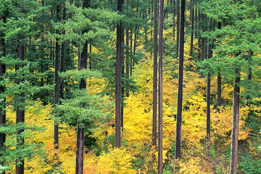 Oregon, Willamette National Forest, vine maple and douglas fir trees in fall, green and yellow colors A24B