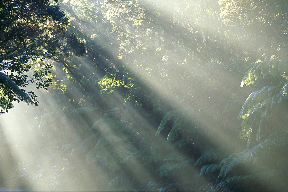 Hawaii, Big Island, Hawaii Volcanoes National Park, mist through trees in rainforest 