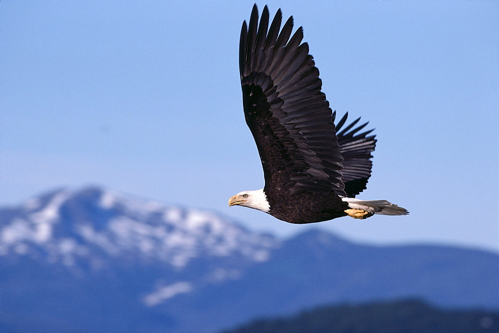 Alaska, Tongass National Forest, Bald eagle in flight, gray sky, mountains distance (Haliaeetus leucocephalus) A52E