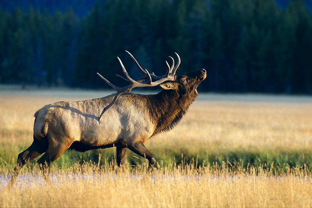 Wyoming, Yellowstone National Park, Elk, Bull bugling in rut (Cervus elaphus) side full length view A52F