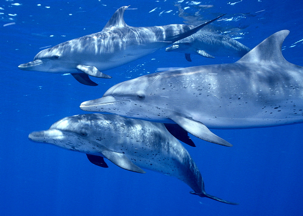 Caribbean, Little Bahama Bank, 4 Atlantic Spotted Dolphins (Stenella) underwater A92C