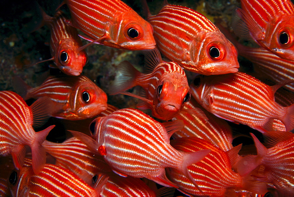 School Hawaiian squirrelfish (Sargocentron xantherythrum) endemic, many close-up A84C