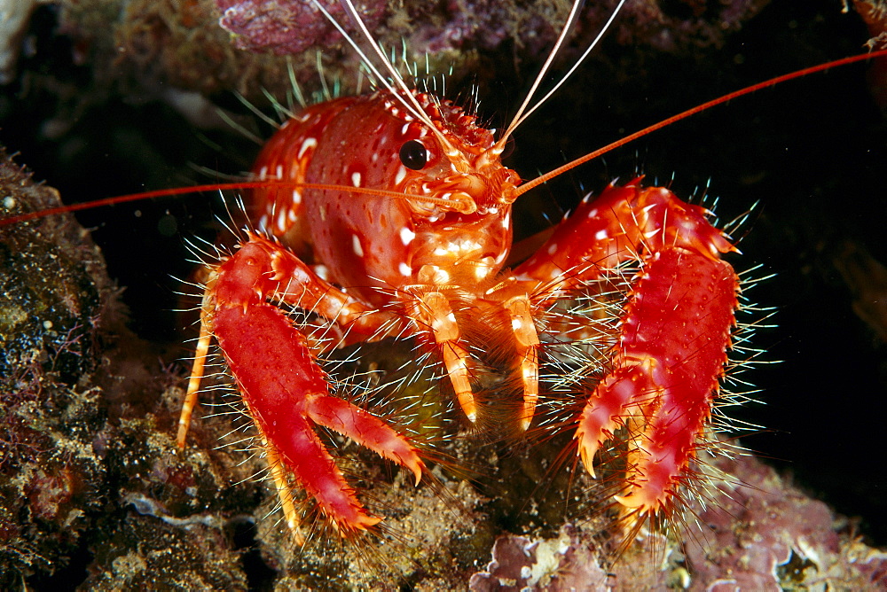 Hawaiian lobster, front view (Enoplometopus occidentalis) 