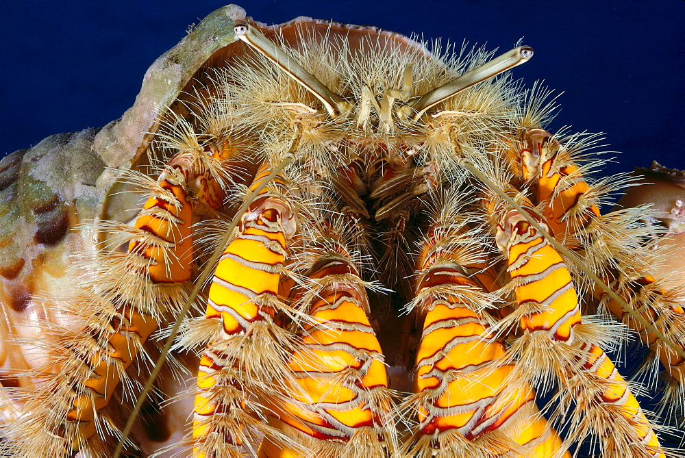 Hawaii, Maui, Hairy hermit crab (Aniculus maximus) close-up detail front view A89E