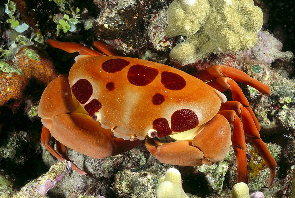 Hawaii, Close-up seven-eleven crab (Carpilius maculatus) top view on coral 