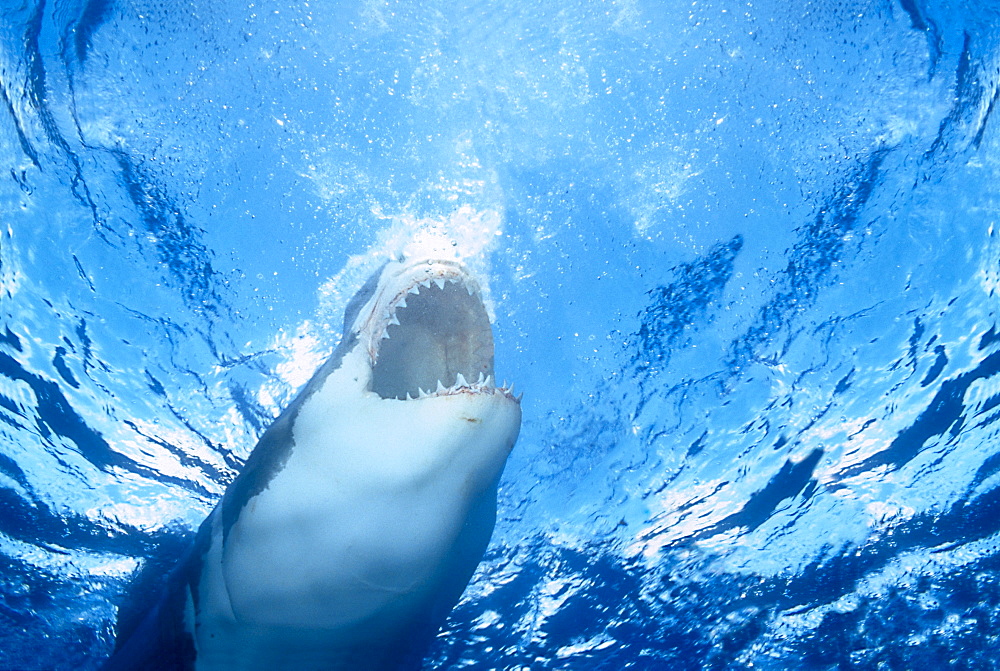 [DC] Australia, Great White Shark biting surface, view from beneath (Carcharodon carcharias) 